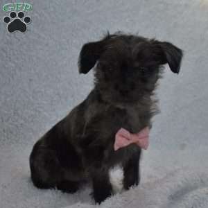 Tiny, Toy Poodle Mix Puppy